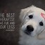 Image result for Dogs Unconditional Love Quotes
