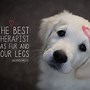 Image result for Positive Thoughts About Pets