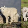 Image result for Baby Mountain Goat
