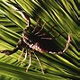 Image result for Scorpion Animal Tan Color