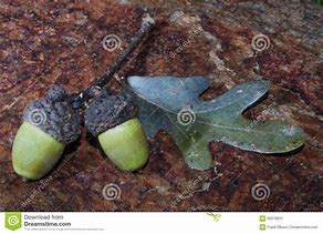 Image result for Pair of Acorns