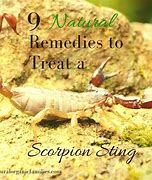 Image result for Home Remedy Scorpion Sting