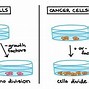 Image result for Cancerous Cell Cycle