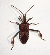 Image result for Insects That Look Like Stink Bugs