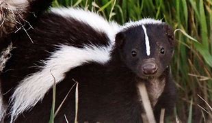 Image result for Cute Skunk