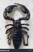 Image result for Scorpion Top View