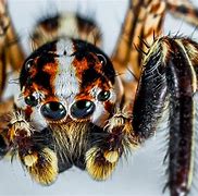Image result for Spider Animal