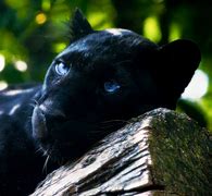 Image result for Black Panther with Blue Eyes