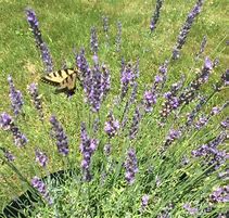 Image result for 1 Gal. - Phenomenal Lavender Plant - The Toughest Lavender Plant, Outdoor Plant