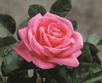 Image result for Most Fragrant Roses