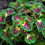 Image result for Plants Similar to Coleus