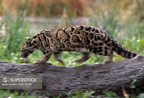 Image result for Clouded Leopard Hunting