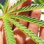 Image result for Marijuana Leaves