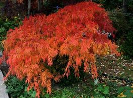 Image result for Weeping Viridis Japanese Maple - 2-3 Ft. By Plantingtree