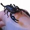 Image result for Exotic Scorpions