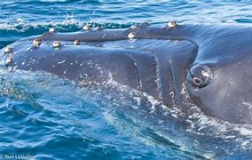 Image result for Humpback Whale Thanks