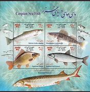 Image result for Caspian Sea Life