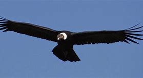 Image result for Gustave Whitehead Condor