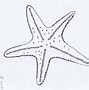 Image result for Starfish Outline