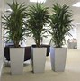 Image result for Tall Planters for Indoor Plants