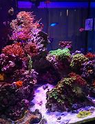 Image result for Reef Tank