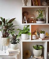 Image result for M S Plants