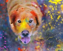 Image result for Cool Colorful Wallpapers Dogs