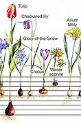 Image result for Plant Bulb Identification Chart