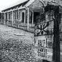 Image result for David Cole at Auschwitz