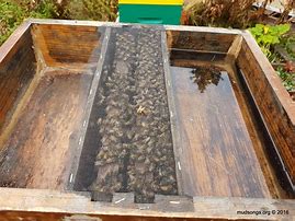 Image result for Bee Hive Feeders