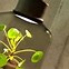 Image result for Indoor Plant Lights Home Depot