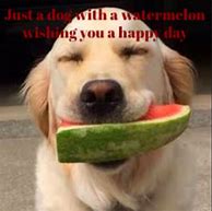 Image result for A Puppy Too Brighten My Day
