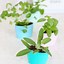 Image result for Cool Herb Planters