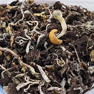 Image result for Amazonian Shrooms
