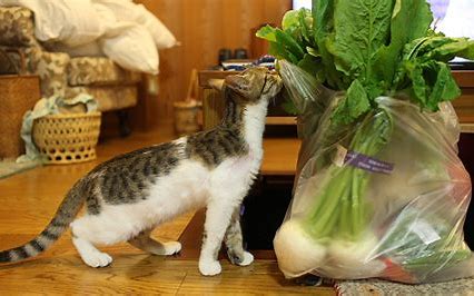 猫　野菜 に対する画像結果