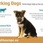 Image result for Dogs That Help Humans