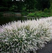 Image result for 10 Pack (Tri-Color Dappled Willow, 3 Gal- A Dense Hedge Of Color, Quickly