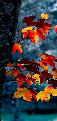 Image result for Fall Trees iPhone Wallpaper