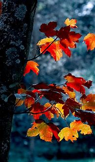 Image result for Best HD iPhone X Wallpaper Autumn