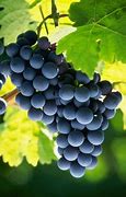 Image result for Frozen Grapes