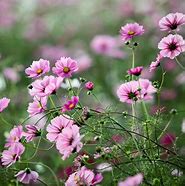 Image result for iPad Wallpaper Flowers