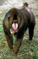 Image result for Mandrill Tail