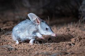 Image result for Greater Bilby