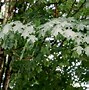 Image result for Small Tree Species