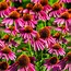 Image result for perennial plant