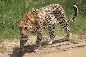 Image result for Species of Leopard