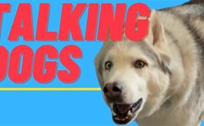 Image result for Funny Talking Dogs
