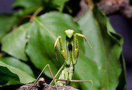 Image result for Praying Mantis
