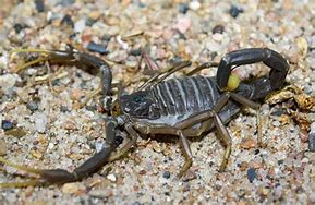 Image result for Black Death Scorpion