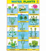 Image result for Water Plants Chart